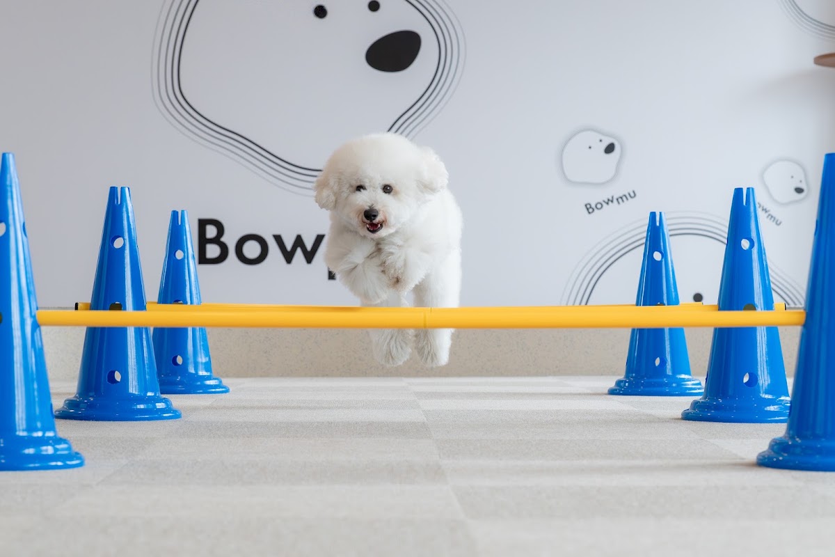 複合型ドッグパーク Bowmu（バウム）の実際の写真