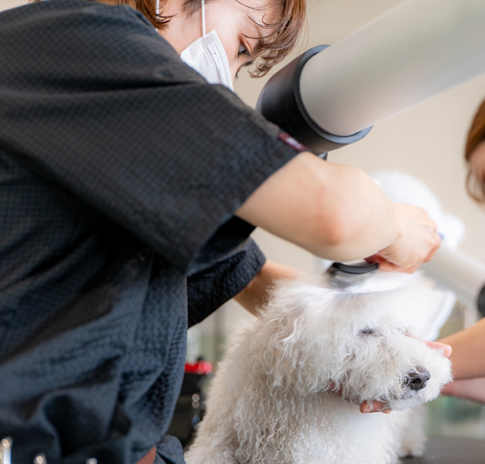 複合型ドッグパーク Bowmu（バウム）の実際の写真
