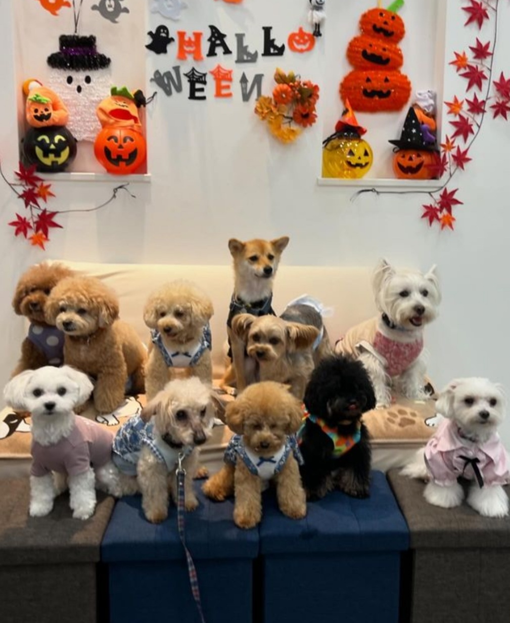 室内ドッグラン わんランroomSoRaの実際の写真
