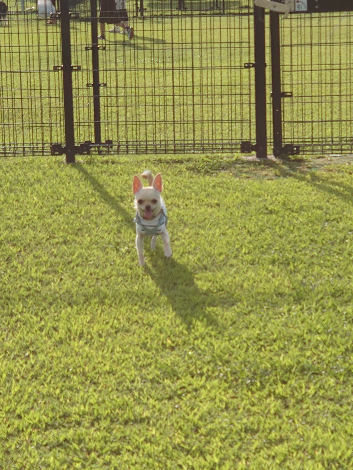 くまもとドッグランもりのみやこの実際の写真