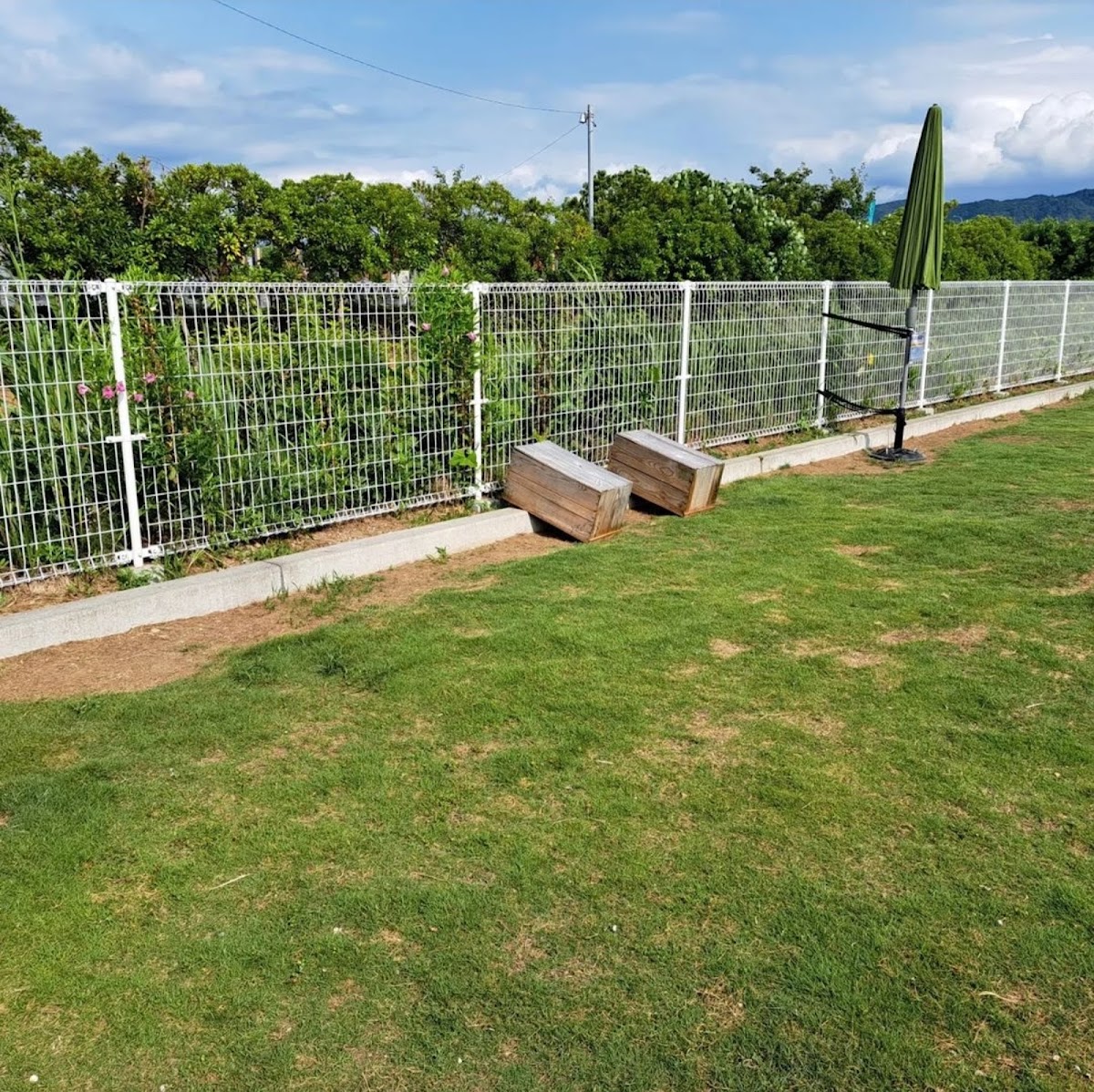 ドッグラン in FMT Koiwaseの実際の写真
