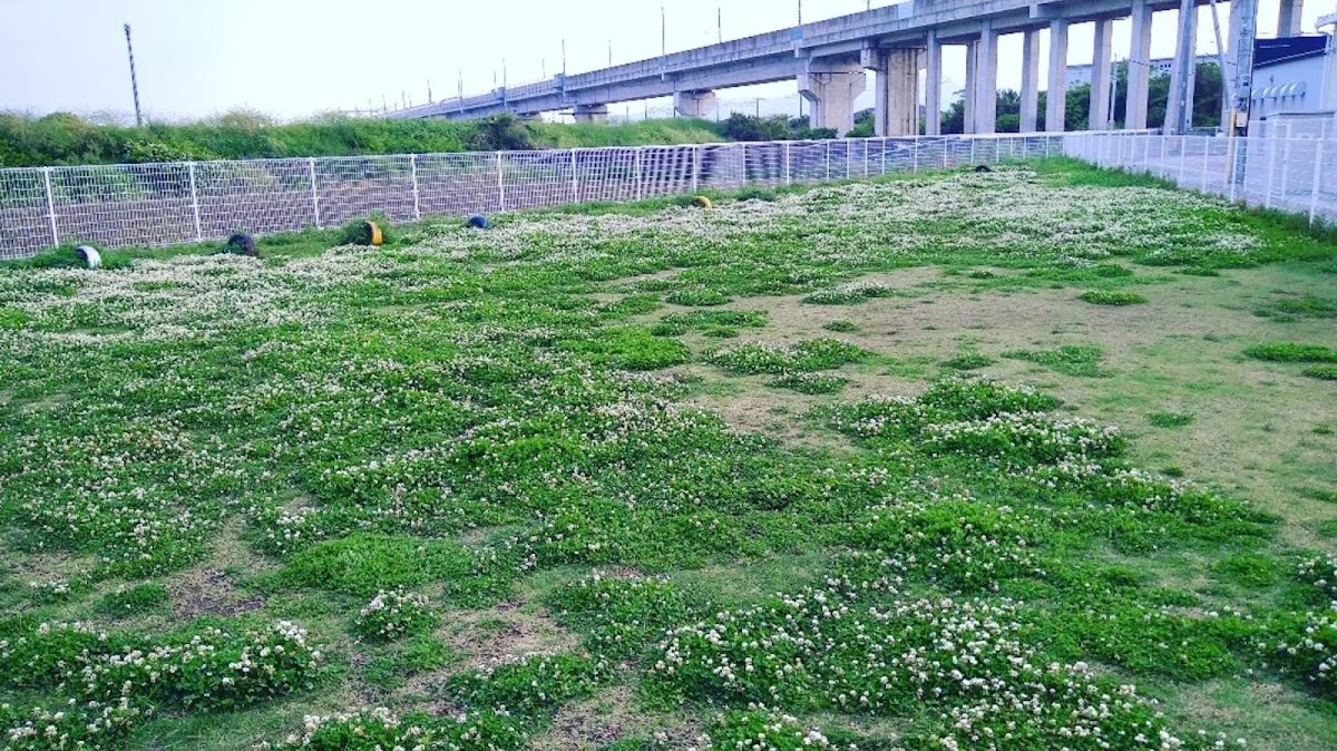 ドッグラン in FMT Koiwaseの実際の写真