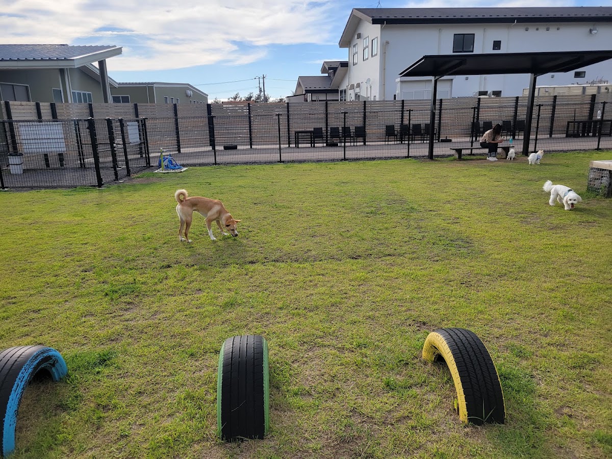 DOG WAGの実際の写真