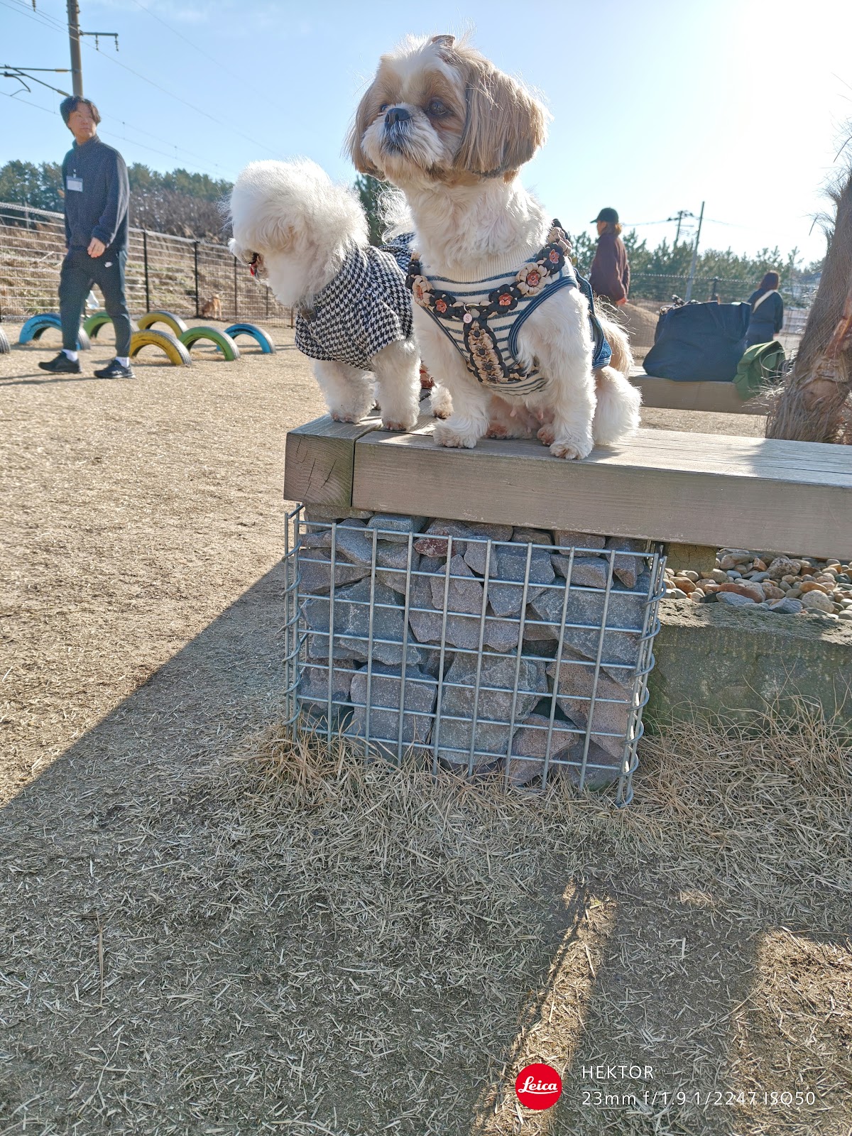 DOG WAGの実際の写真