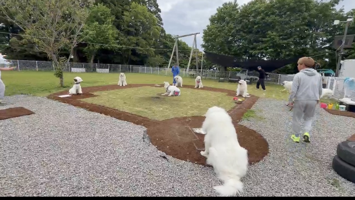 ドッグラン ハクベースタジアムの実際の写真