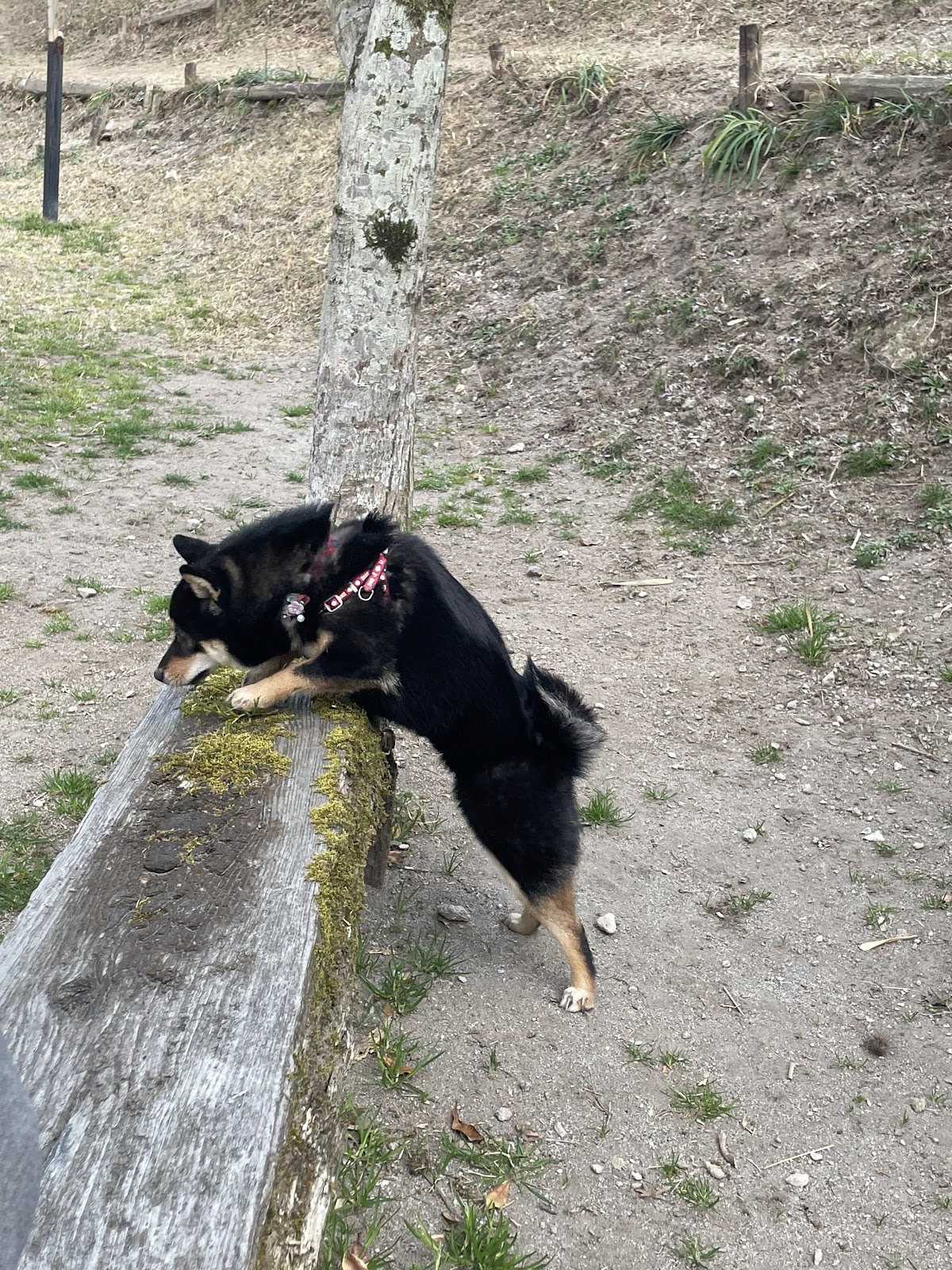 DOGCOM.Parkの実際の写真