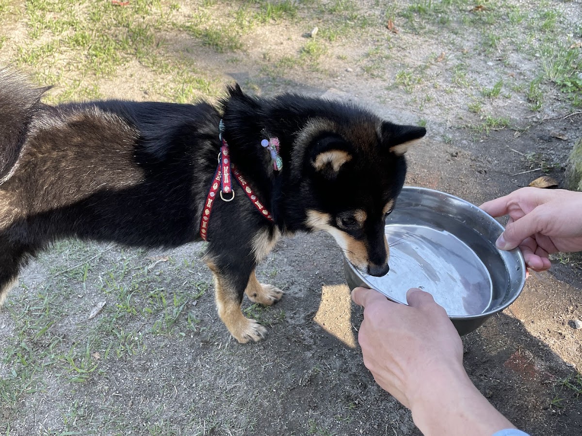 DOGCOM.Parkの実際の写真