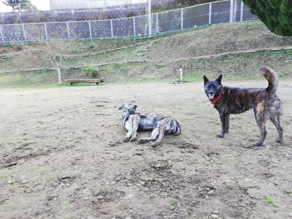DOGCOM.Parkの実際の写真