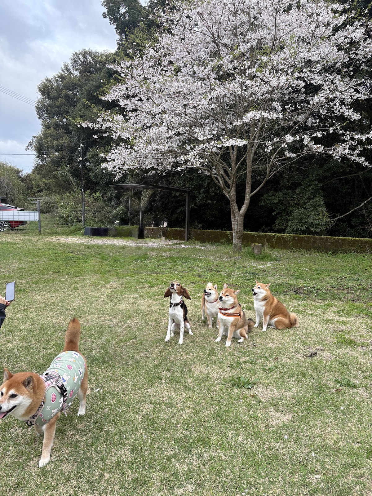 たまりドッグランパークの実際の写真