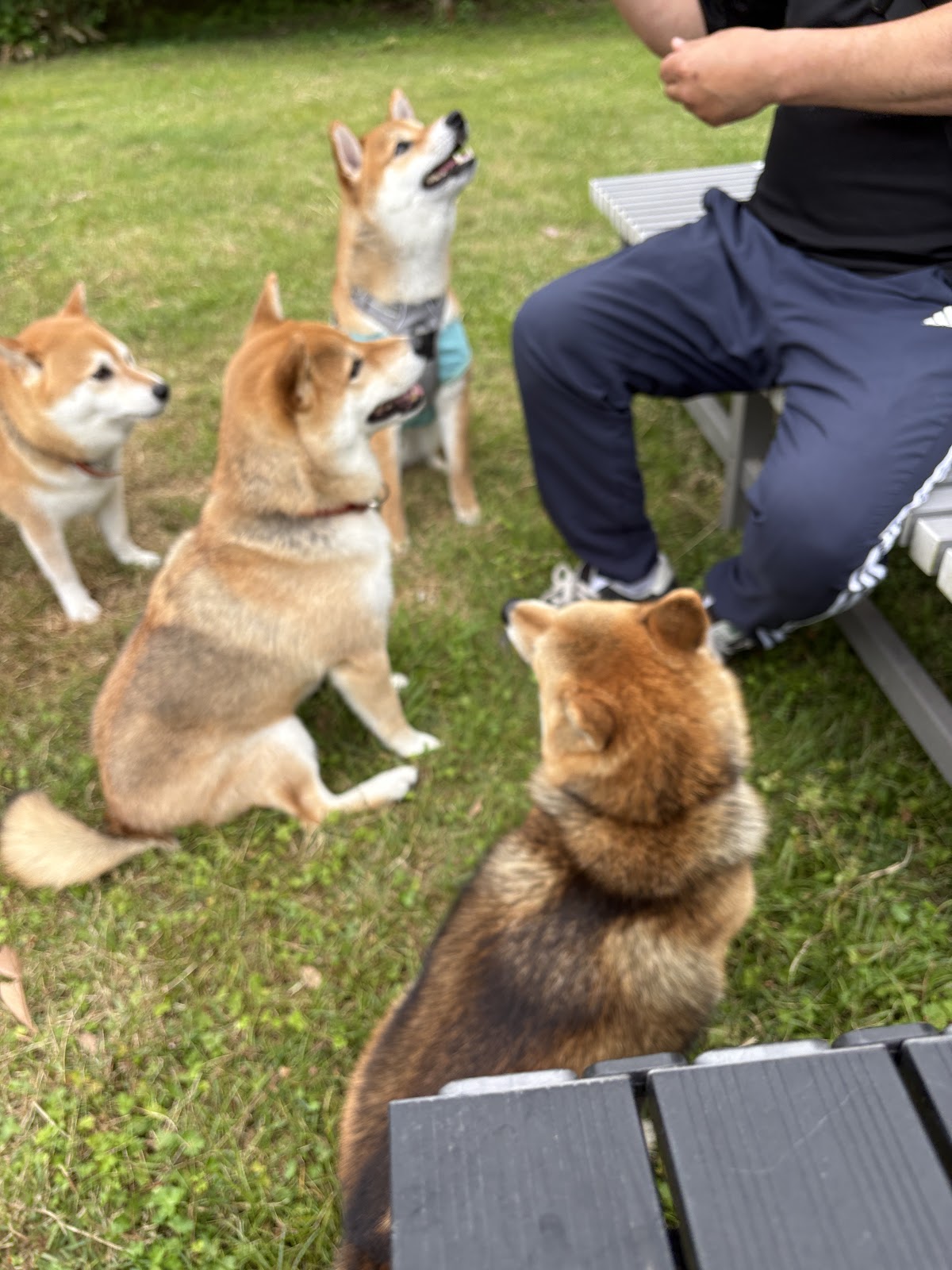 たまりドッグランパークの実際の写真