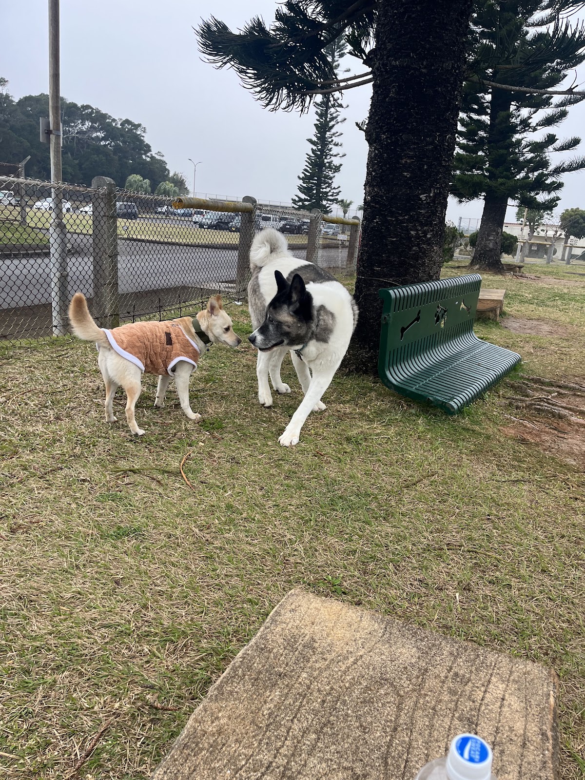 Chibana Dog Parkの実際の写真
