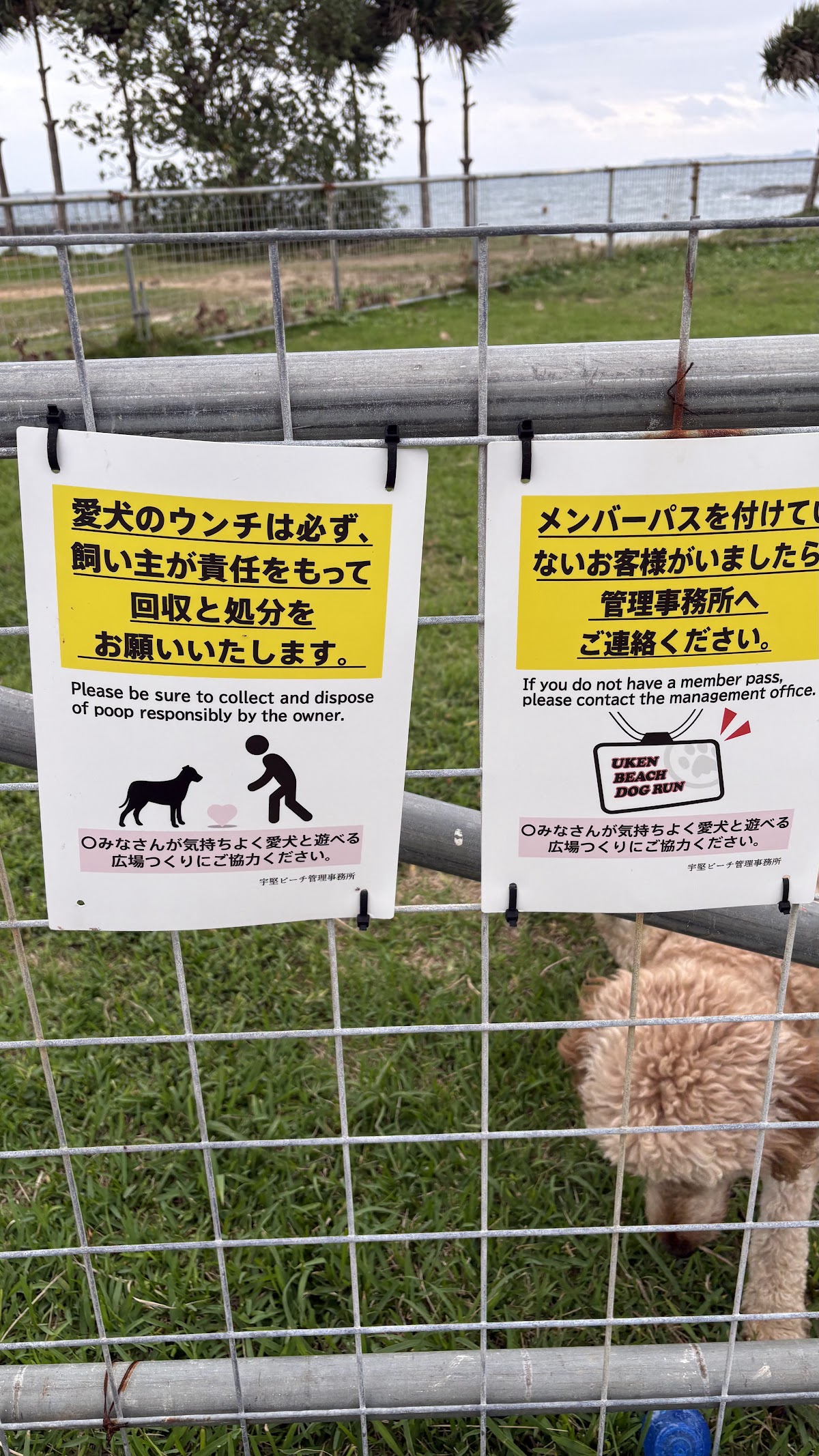 宇堅ビーチドッグラン