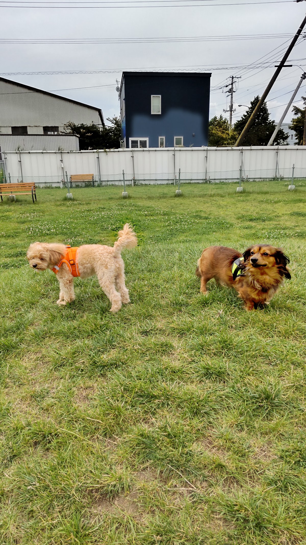犬の公園