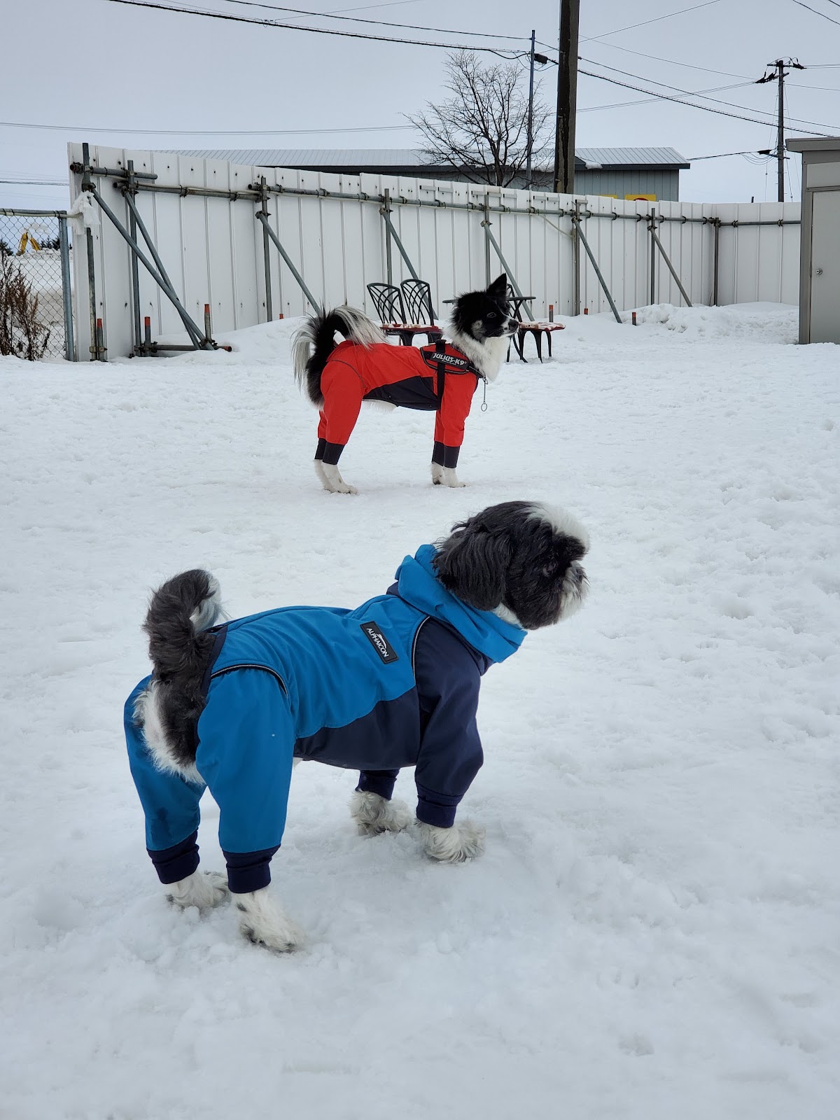 犬の公園の実際の写真