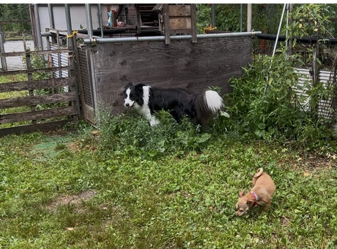 犬と森林浴 ドッグラン