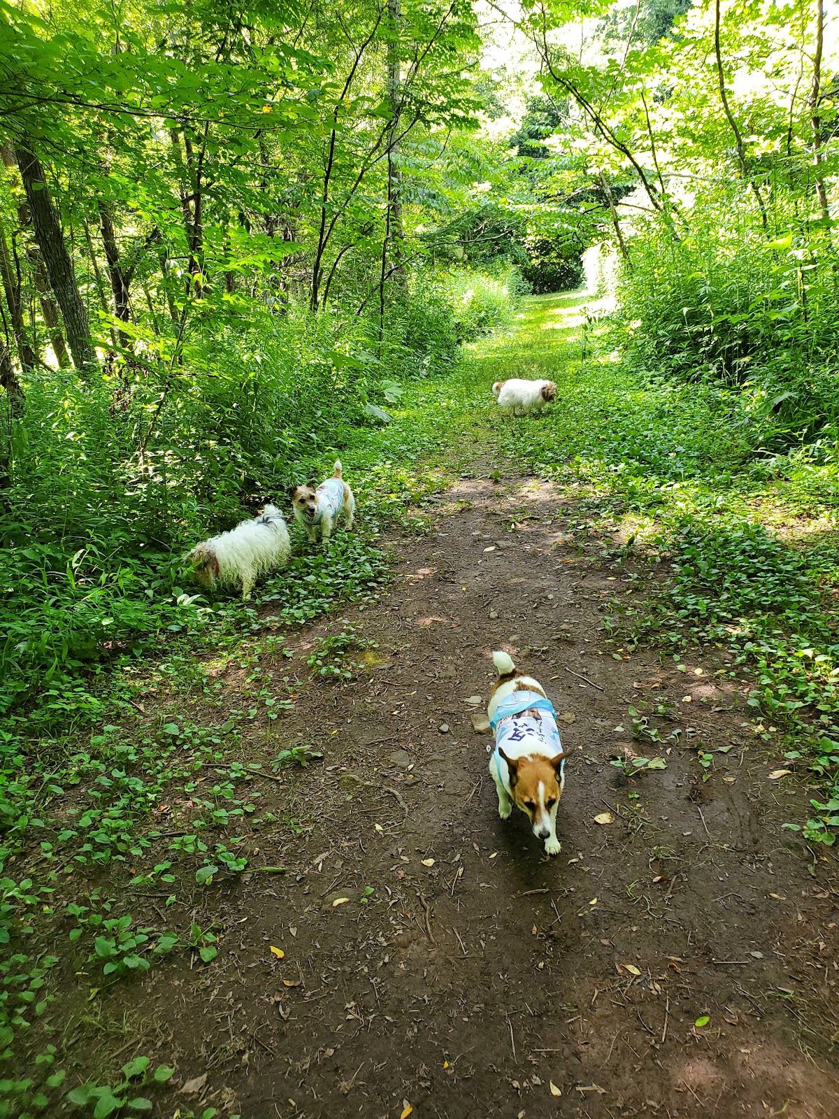 犬と森林浴 ドッグランの実際の写真