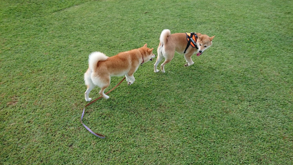 犬都記念公園ドッグランの実際の写真