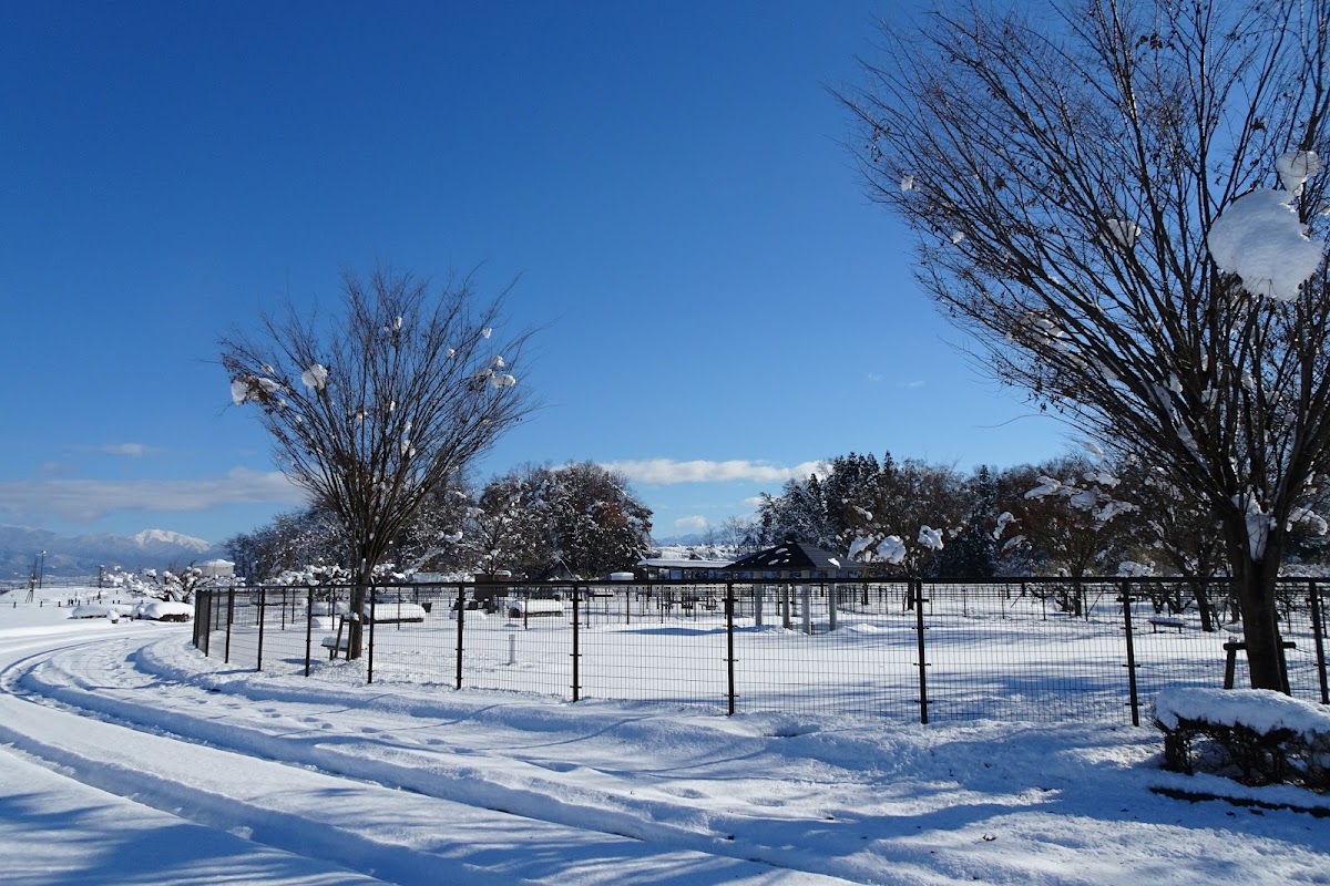 最上川ふるさと総合公園 ドッグランの実際の写真