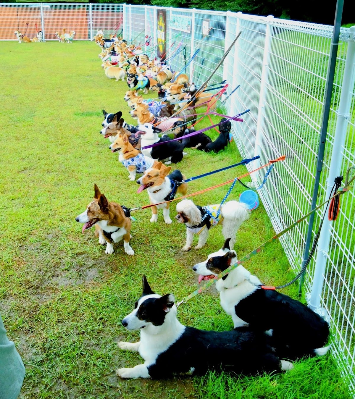 Dog Village台ヶ森の実際の写真