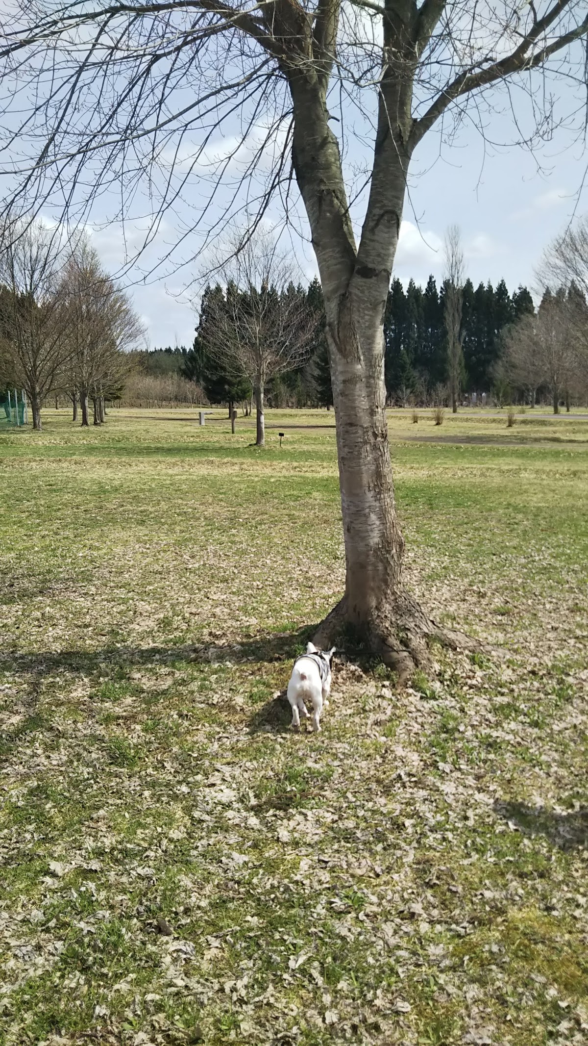 犬の冒険広場（フリスビー）の実際の写真