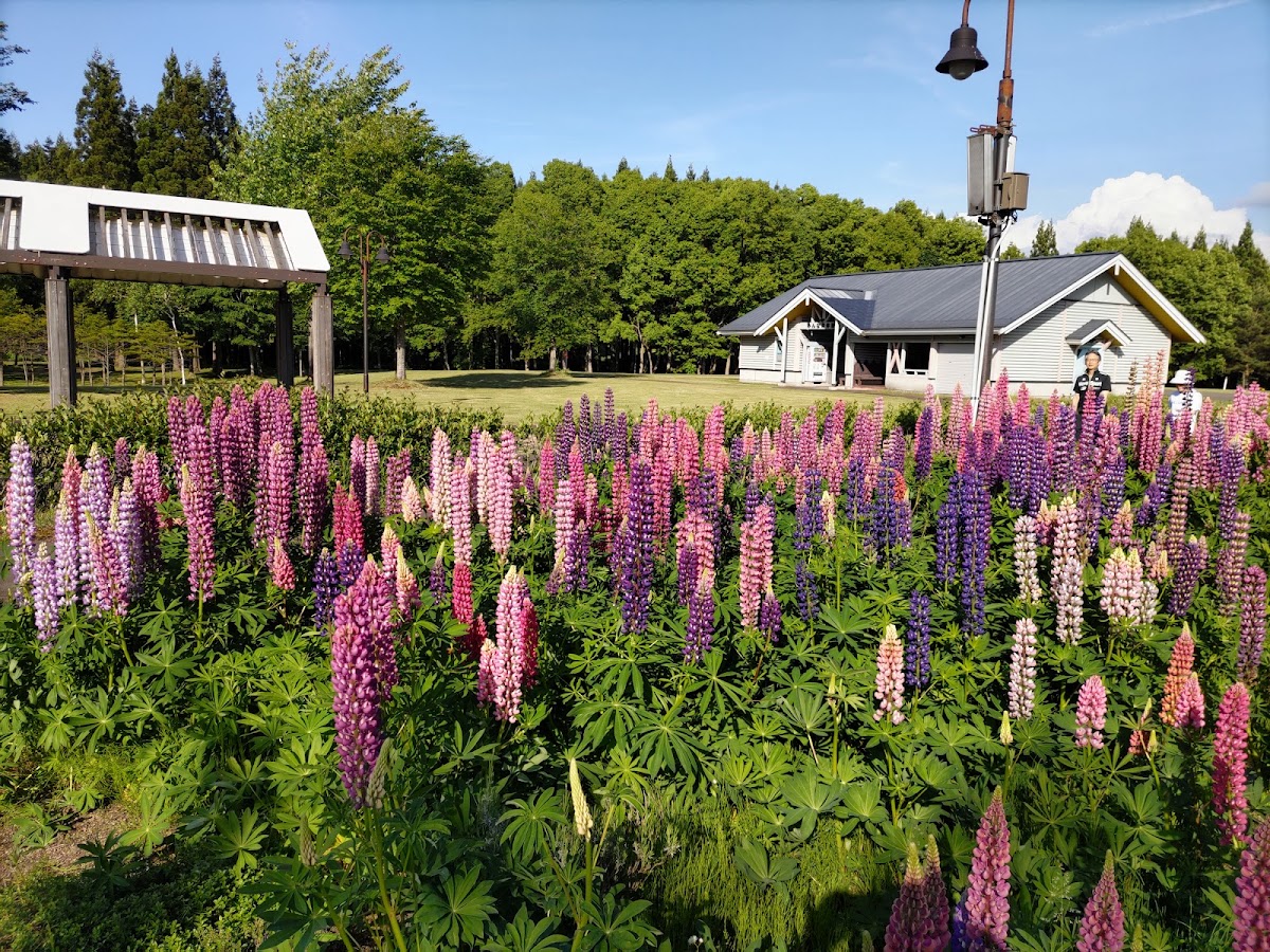 北欧の杜公園の実際の写真