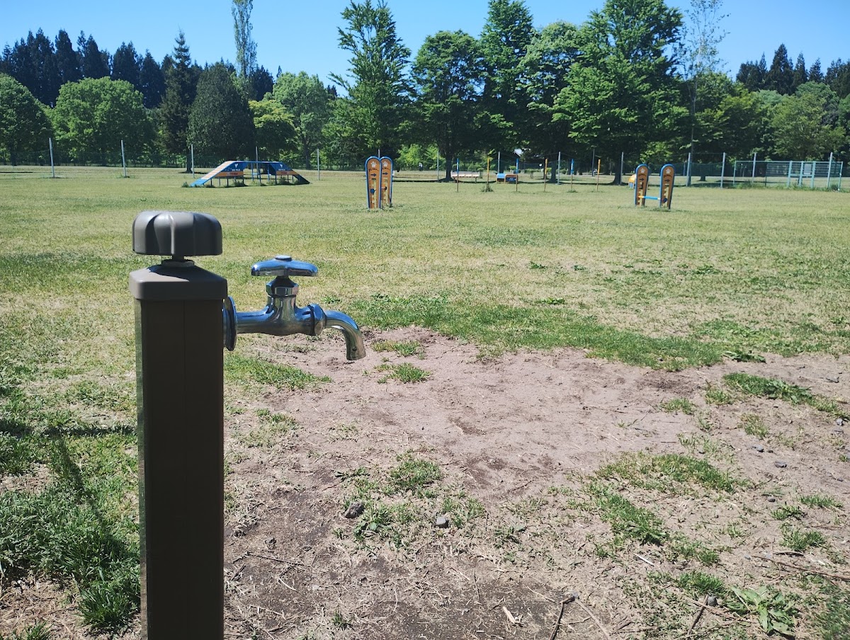 ドッグラン（アジリティ）の実際の写真