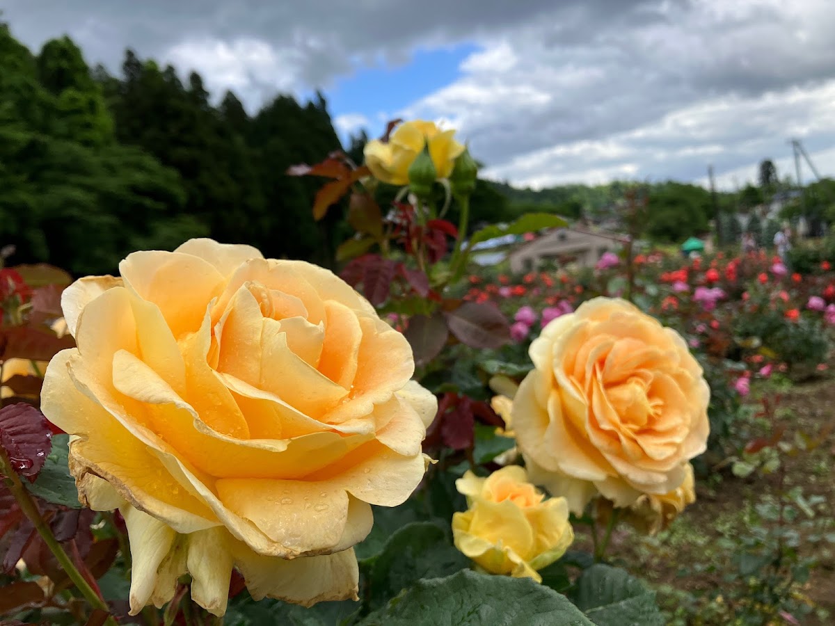 東沢バラ公園の実際の写真