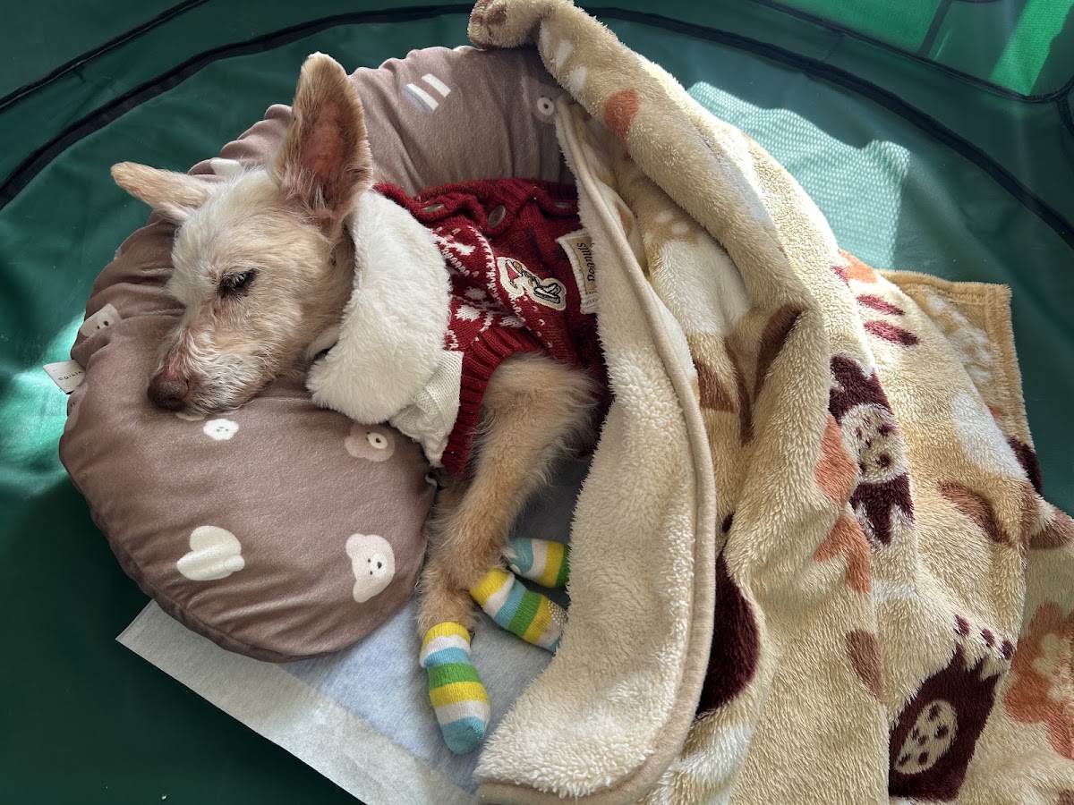 ペットケアサービス みんとの杜の実際の写真