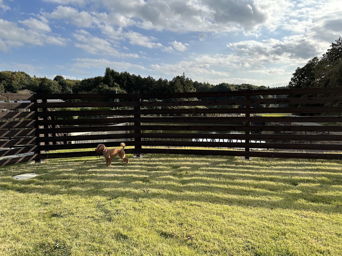 Dog garden withの実際の写真