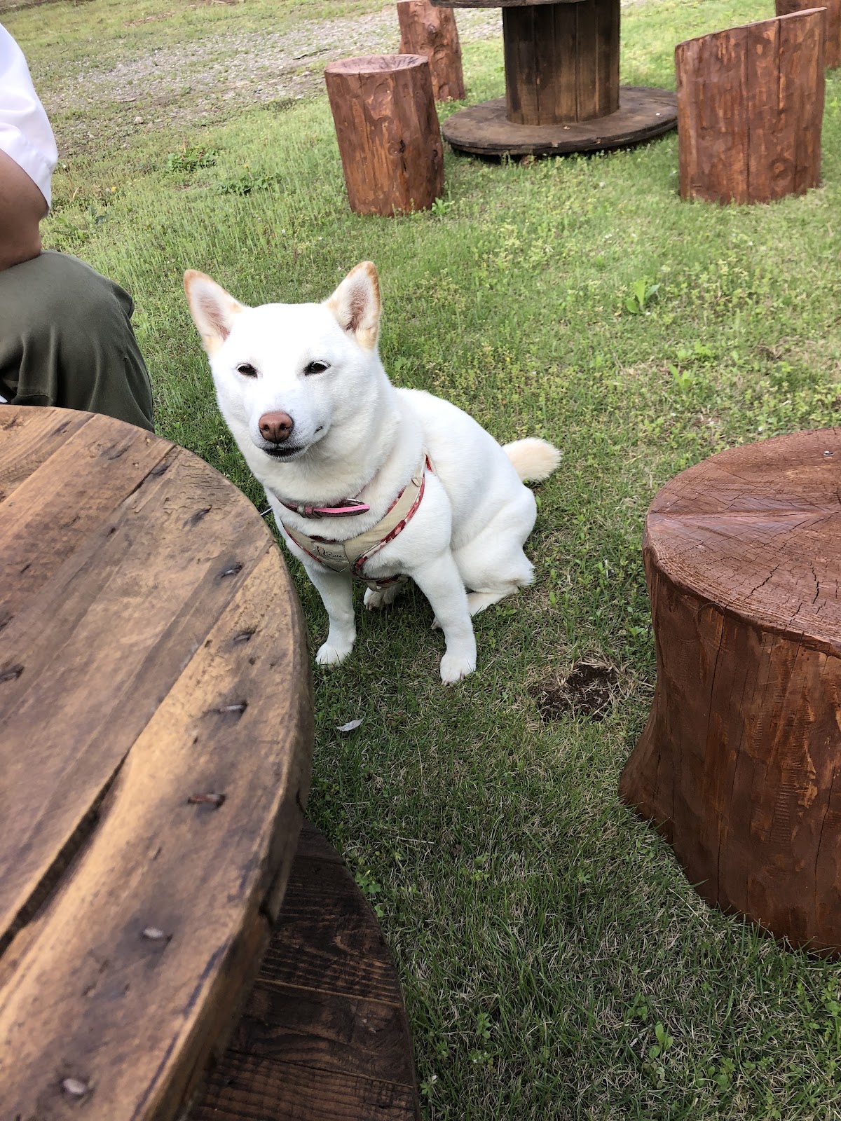 dog one villageの実際の写真