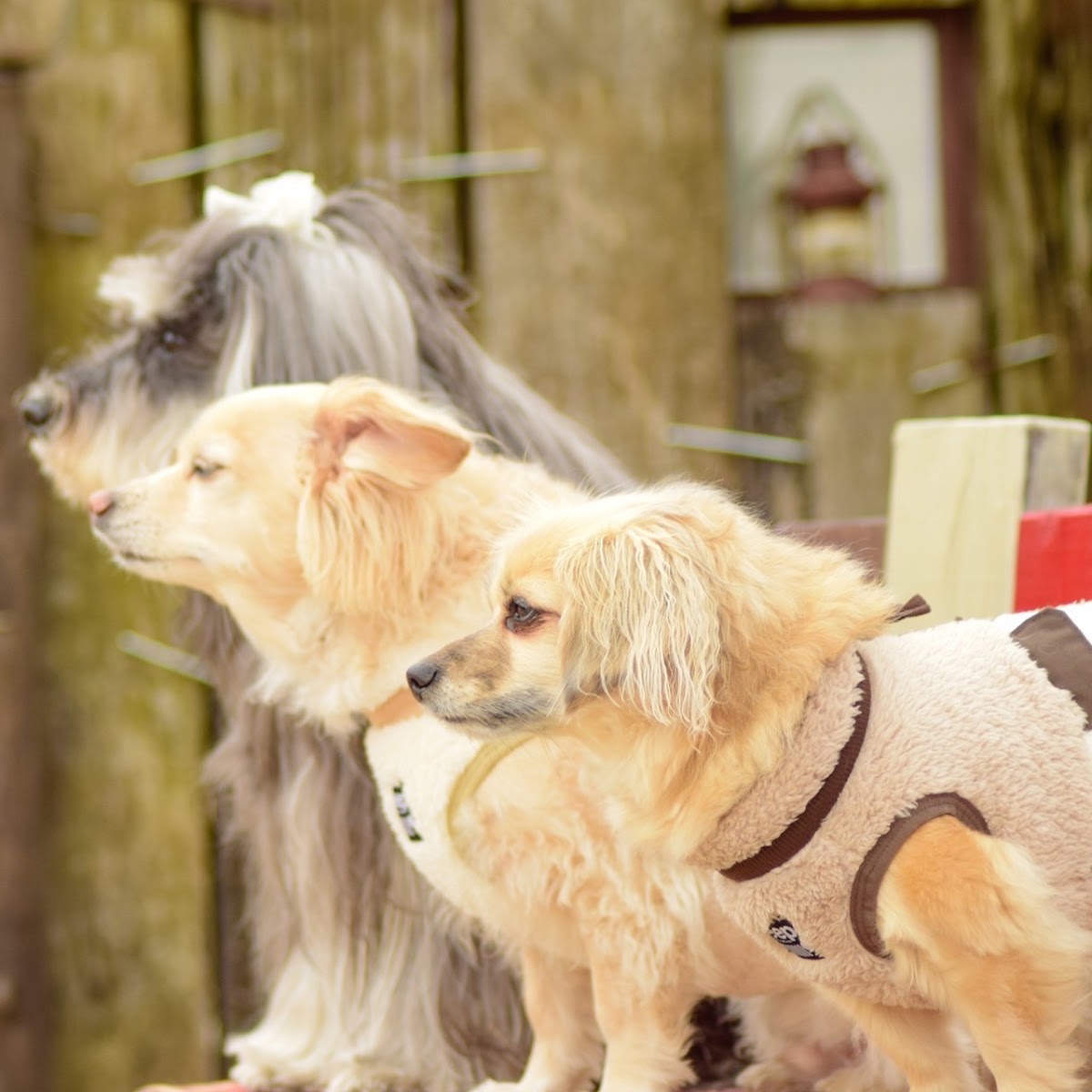 dog one villageの実際の写真