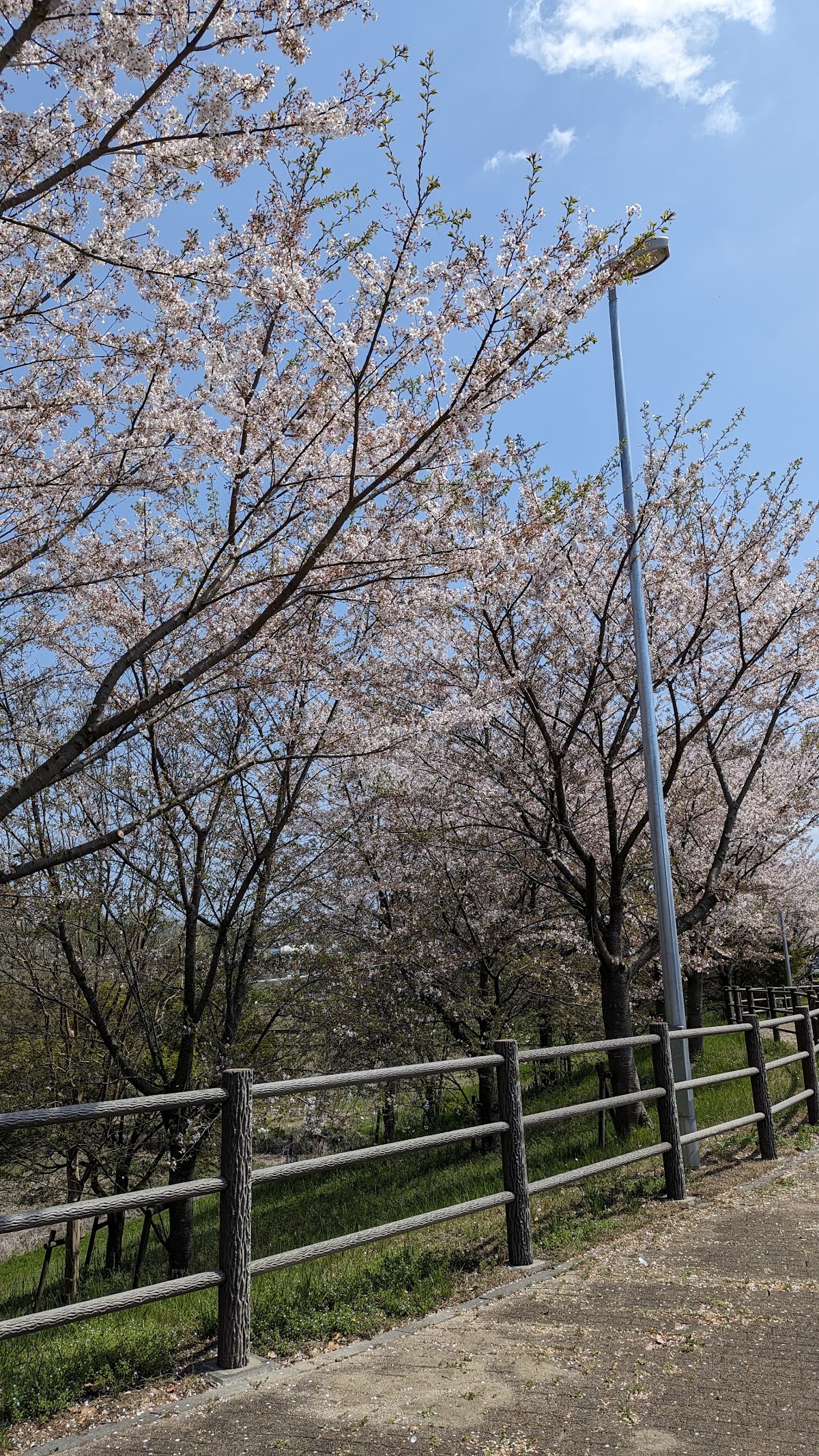 つくばウェルネスパーク ドッグランの実際の写真