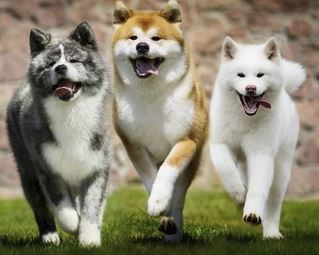 DogDeckGarden＝那須ドッグデッキガーデン