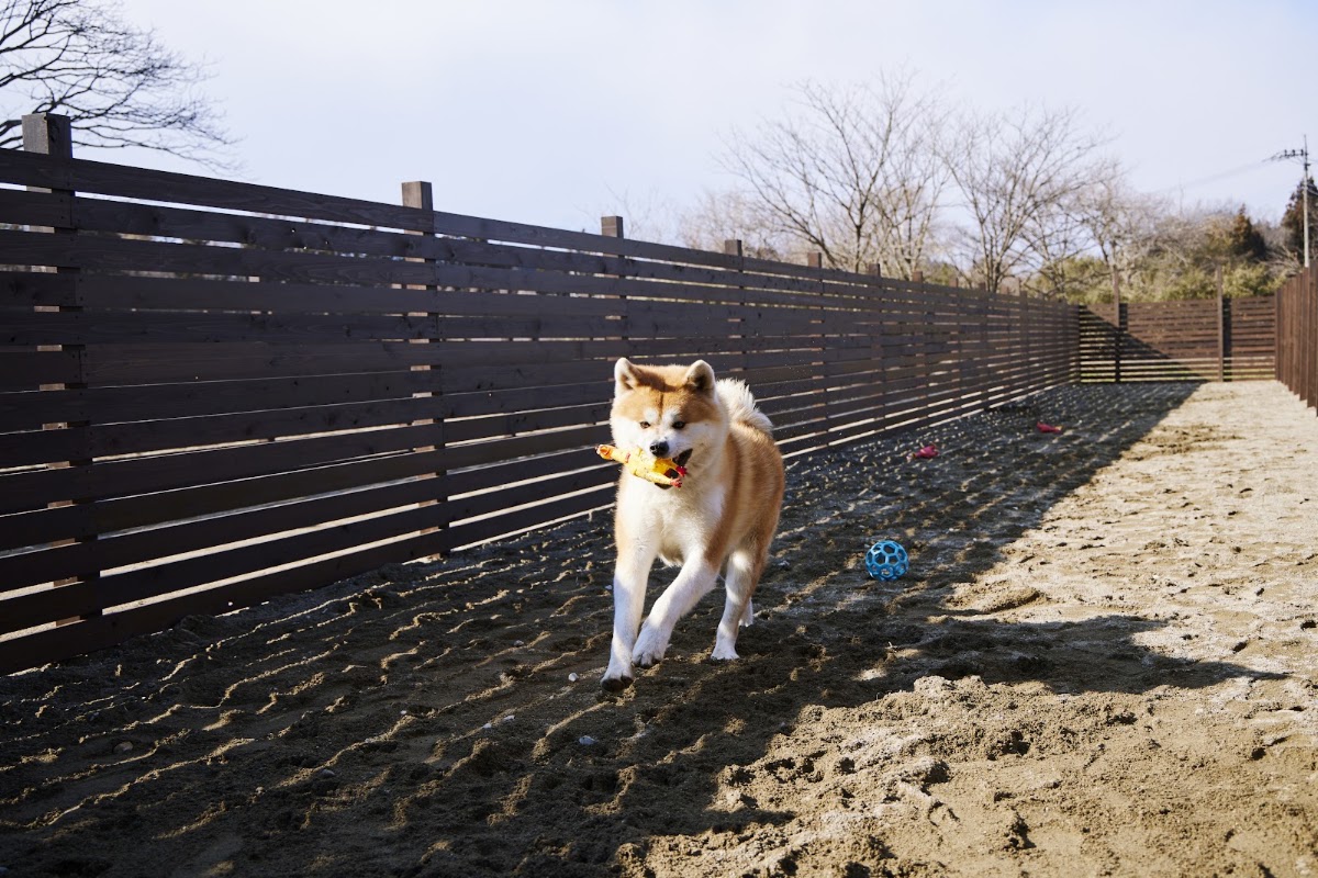 DogDeckGarden＝那須ドッグデッキガーデンの実際の写真