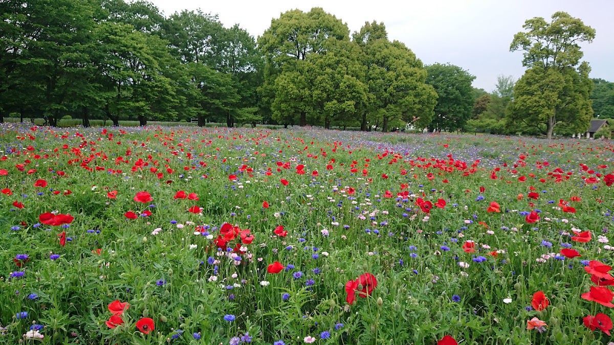 とちぎわんぱく公園の実際の写真
