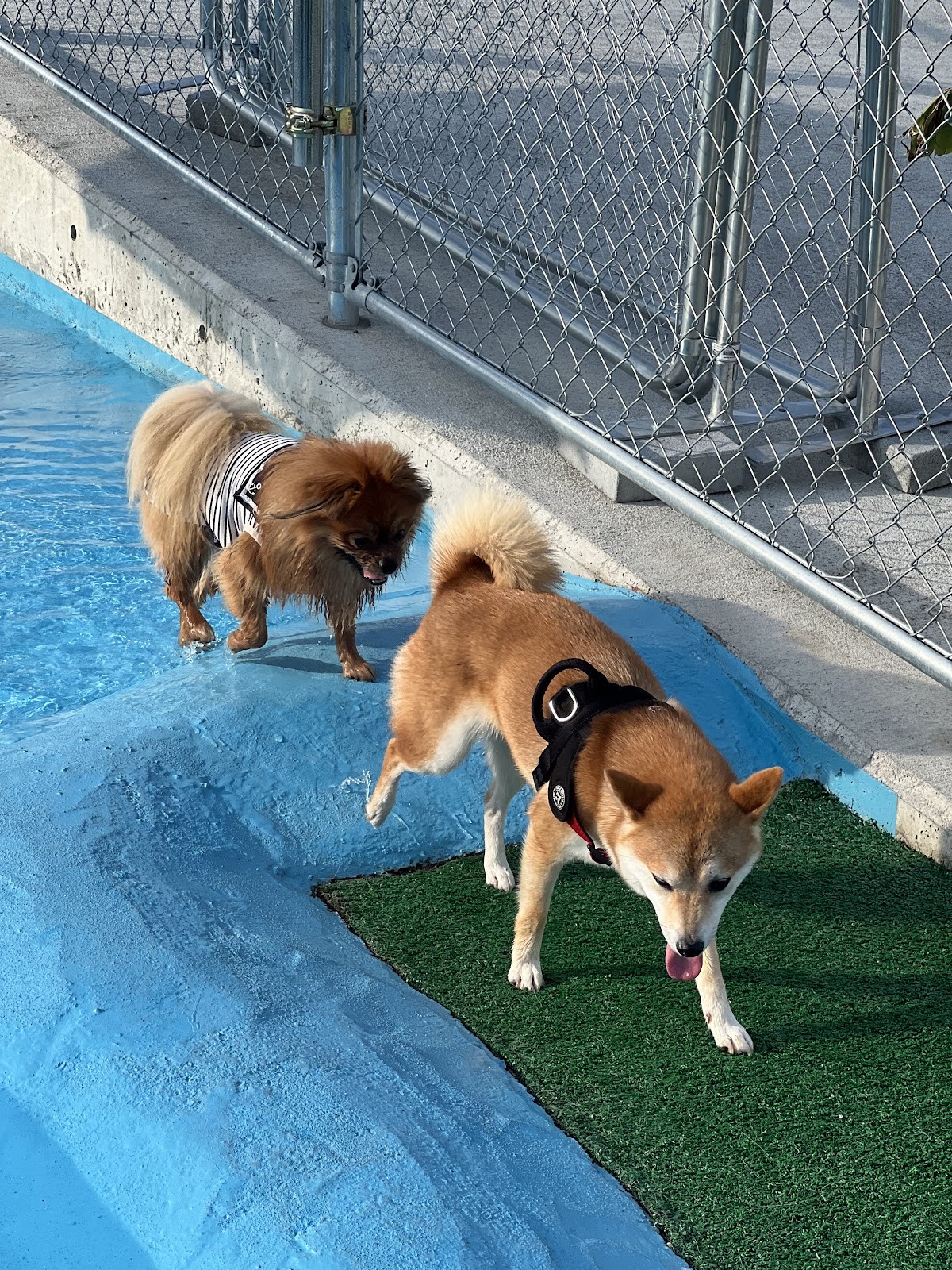 Pet park.Oneの実際の写真