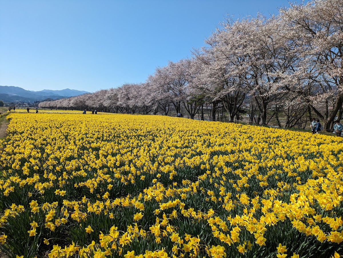 中之条町営河川敷ドッグラン ポチのひろばの実際の写真