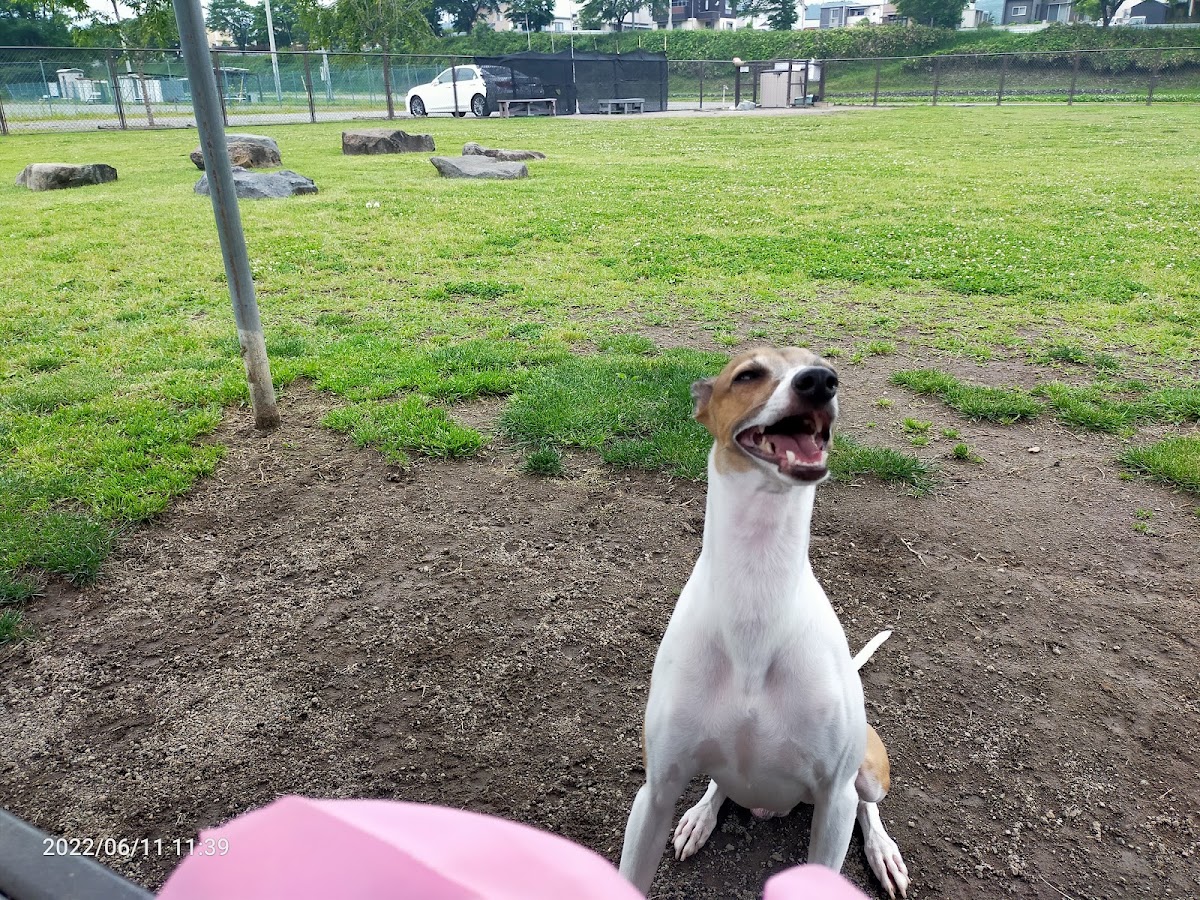 中之条町営河川敷ドッグラン ポチのひろばの実際の写真