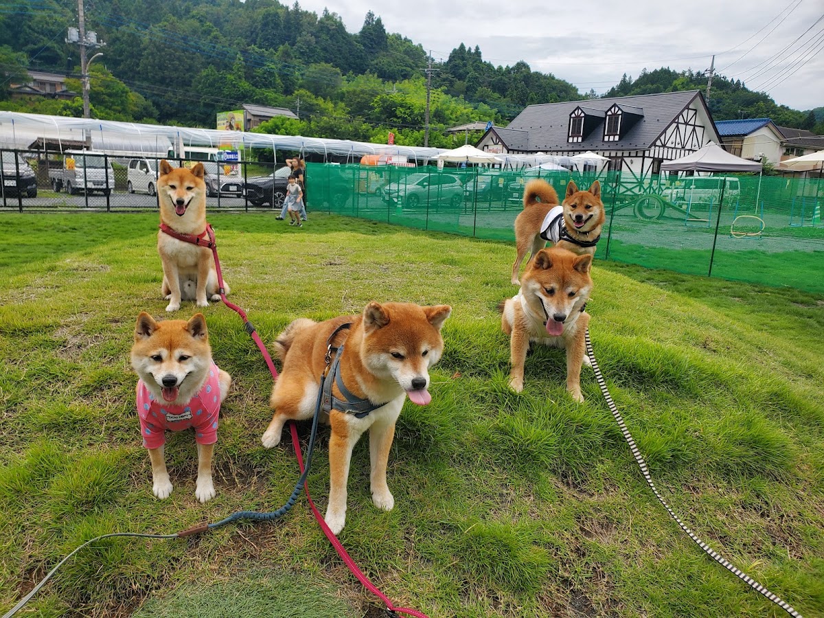 わん's広場の実際の写真