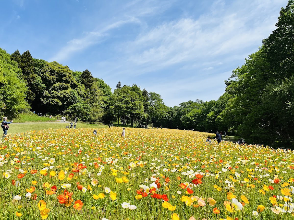 国営武蔵丘陵森林公園の実際の写真