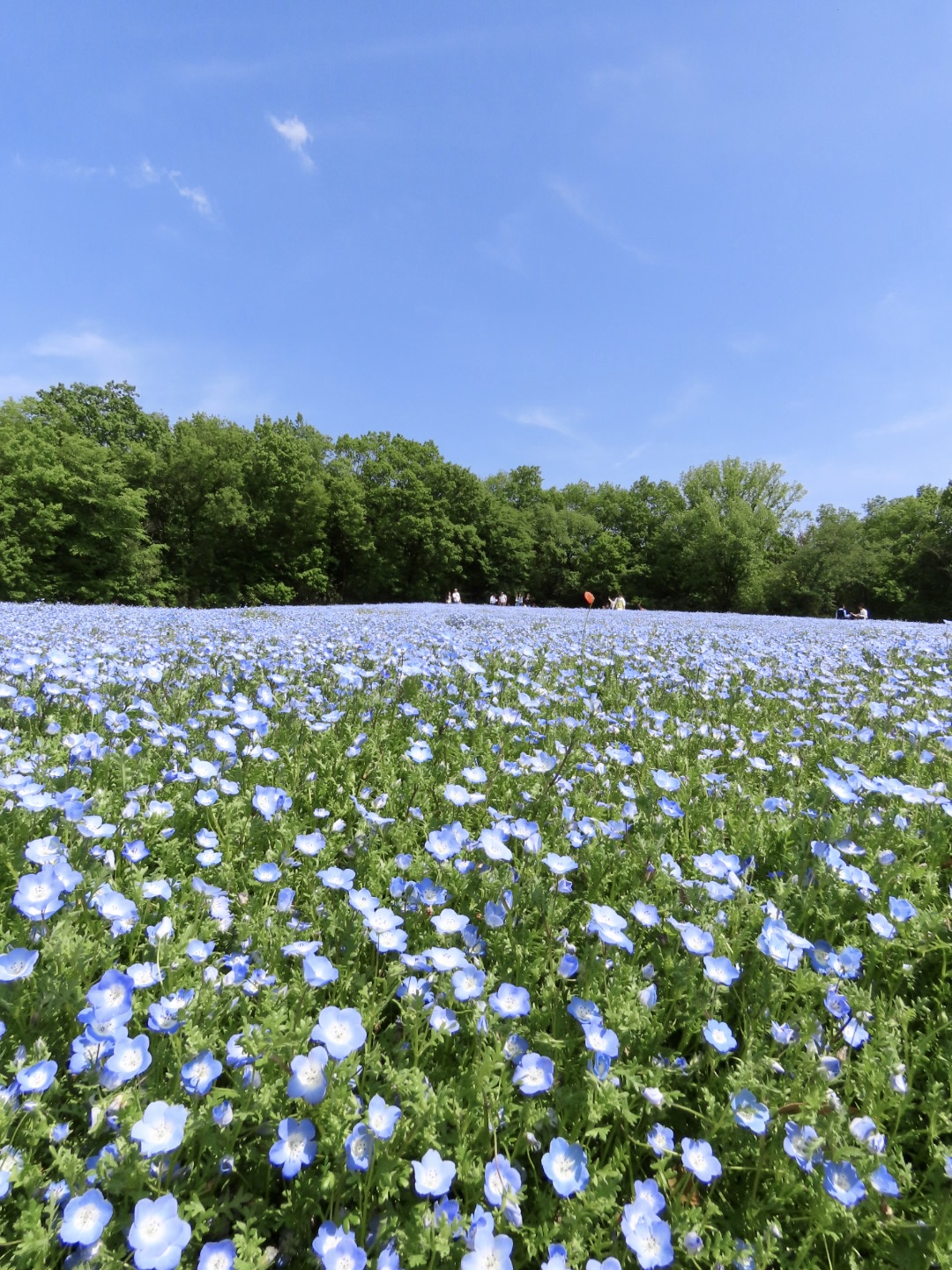 国営武蔵丘陵森林公園の実際の写真