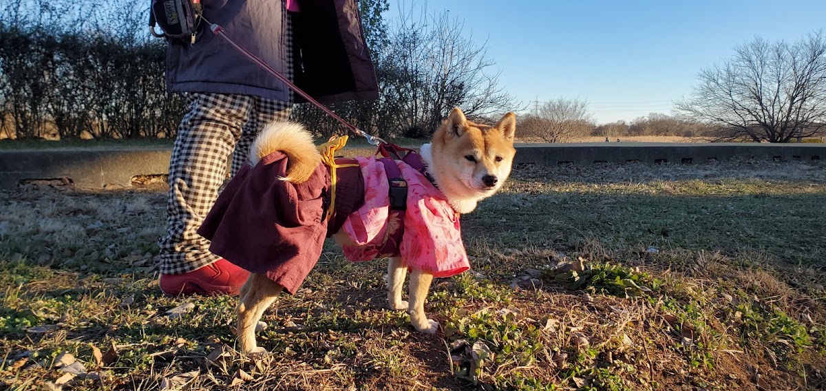 安比奈親水公園 ドッグランの実際の写真