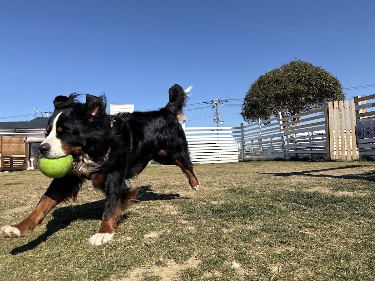 KDF（海保ドックファーム）ドッグラン＆愛犬と食事の出来るドッグカフェの実際の写真