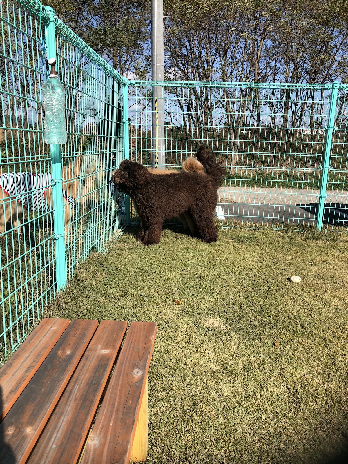 わんわんランドひわだの実際の写真