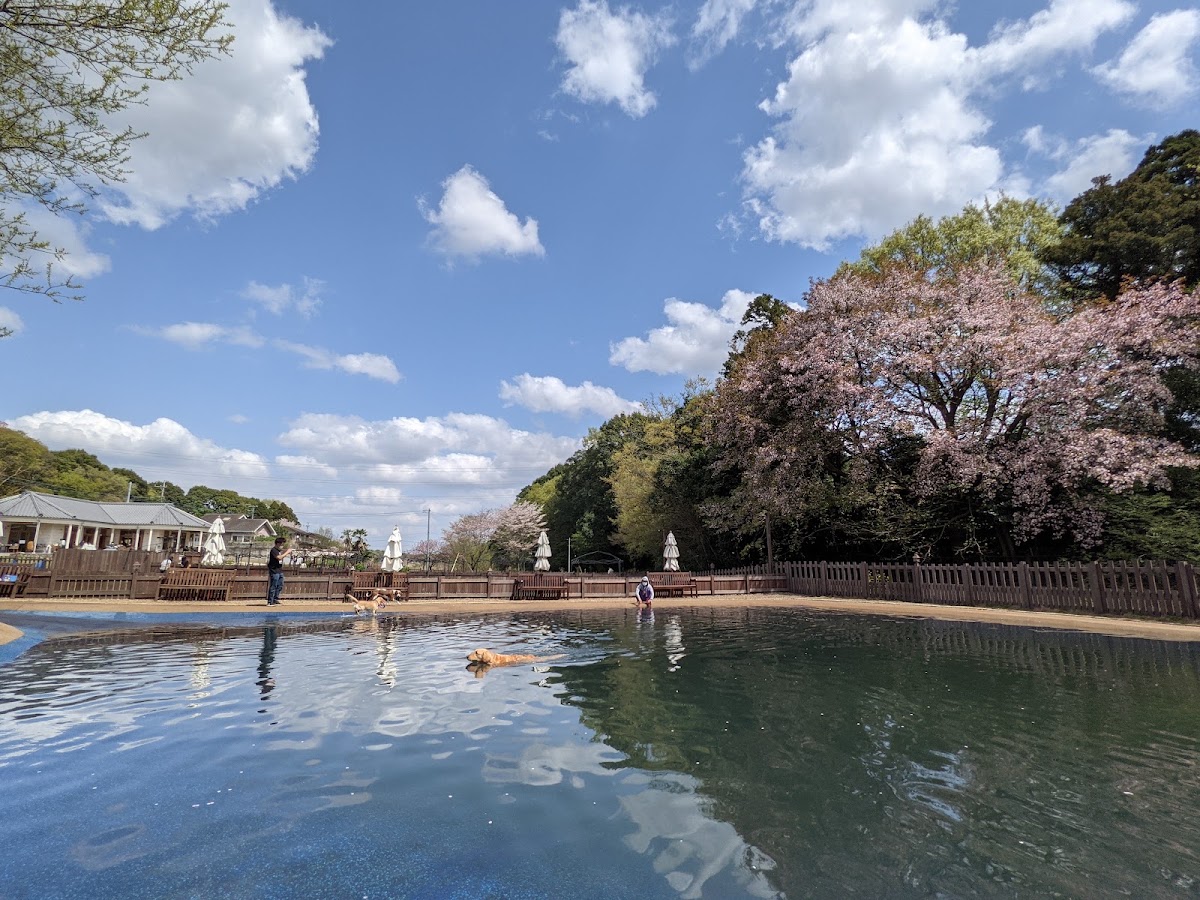 ランバードッグフィールドの実際の写真