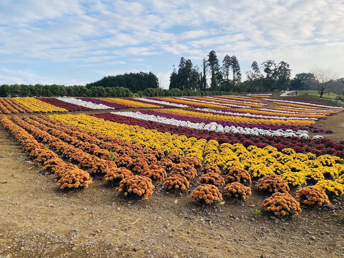 東京ドイツ村 わんちゃんランド