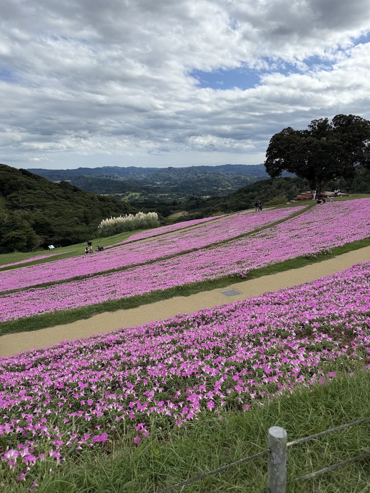マザー牧場ドッグランの実際の写真