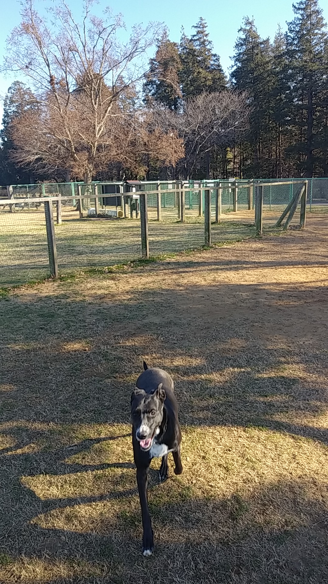みどりの丘 ドッグランの実際の写真