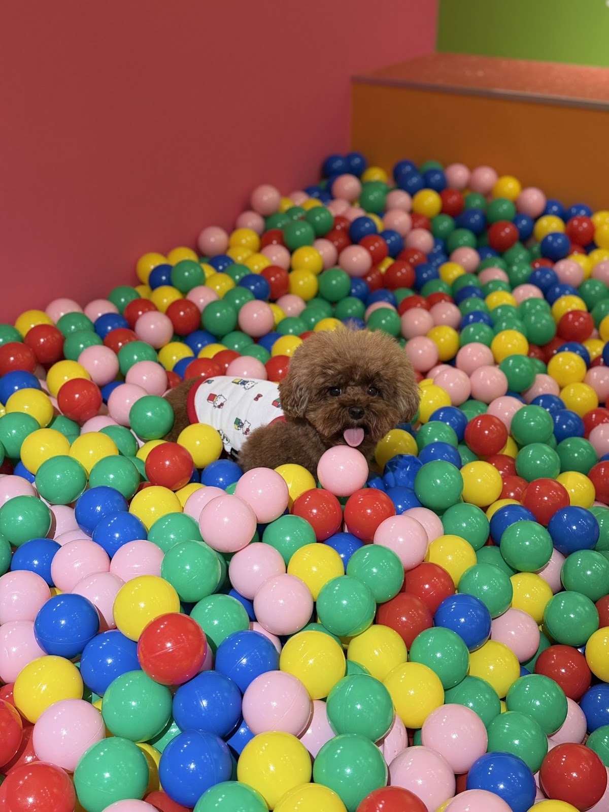 DOG RUN TOKYOの実際の写真