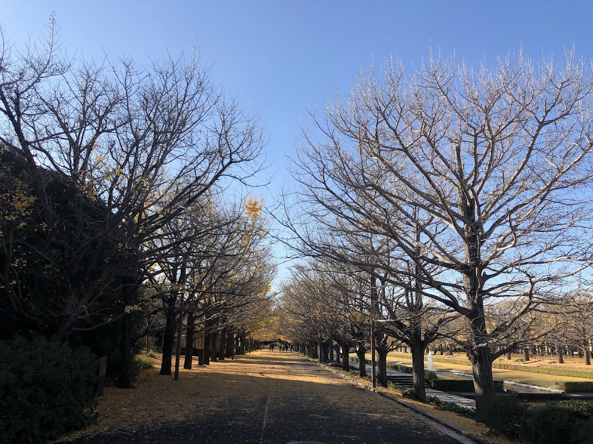 昭和記念公園ドッグランの実際の写真